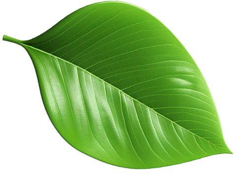 banner shape